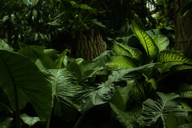 Jungle Expeditions
